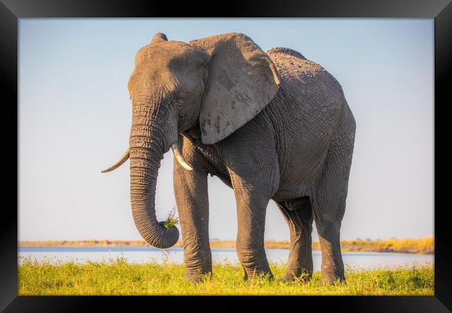 African Elephant Framed Print by Margaret Ryan
