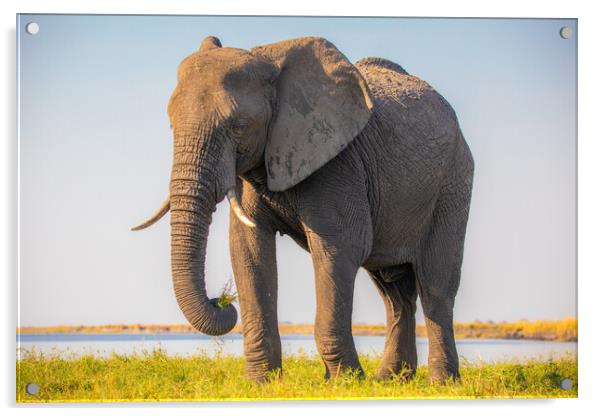African Elephant Acrylic by Margaret Ryan