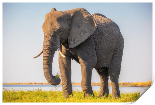 African Elephant Print by Margaret Ryan