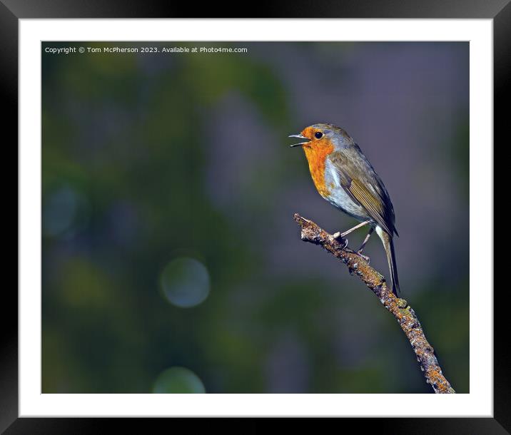 Robin Framed Mounted Print by Tom McPherson