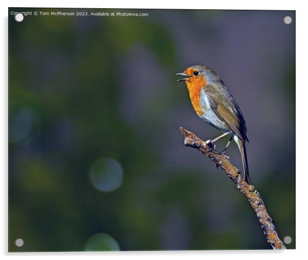 Robin Acrylic by Tom McPherson