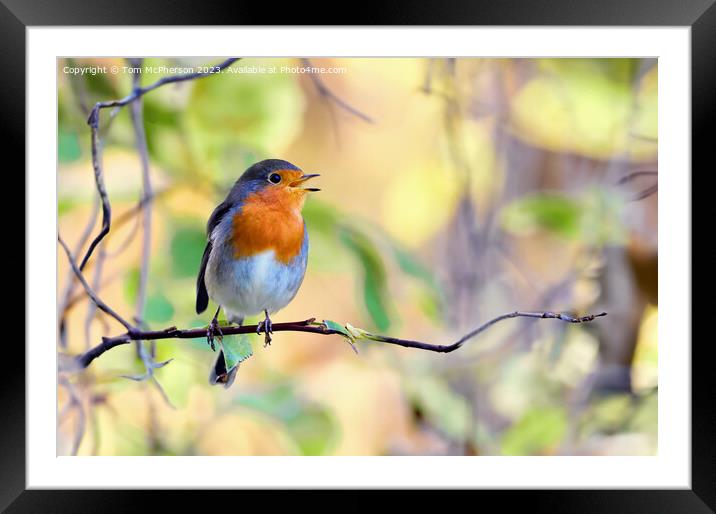 Robin Framed Mounted Print by Tom McPherson