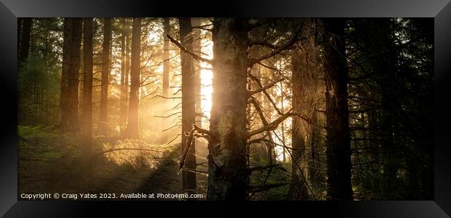 Snake Woodland Morning Light Framed Print by Craig Yates