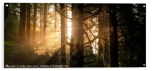 Snake Woodland Morning Light Acrylic by Craig Yates