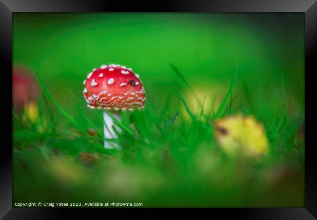 Red Toadstool Fly agaric fungus fungi Framed Print by Craig Yates