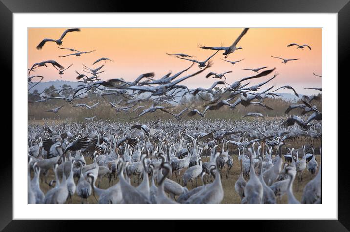 Feeding of the cranes at sunrise Framed Mounted Print by Olga Peddi