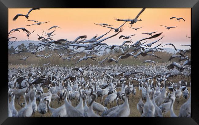 Feeding of the cranes at sunrise Framed Print by Olga Peddi