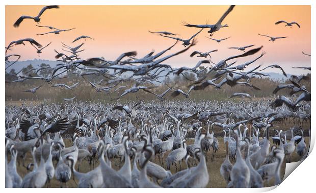 Feeding of the cranes at sunrise Print by Olga Peddi