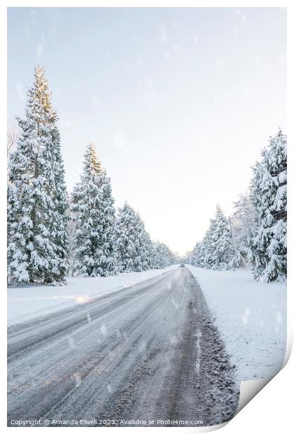 Winter Country Lane Lined With Pines Print by Amanda Elwell