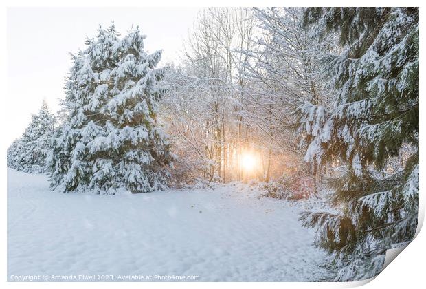 Winter Low Sun Print by Amanda Elwell