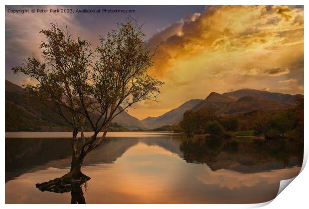 Lone tree Print by Peter Park