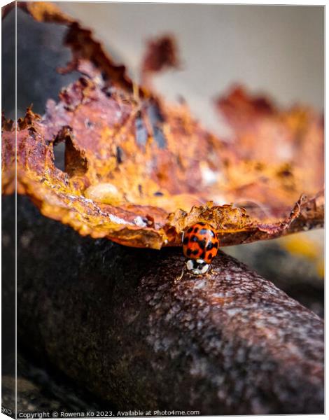 Autumn ladybug  Canvas Print by Rowena Ko