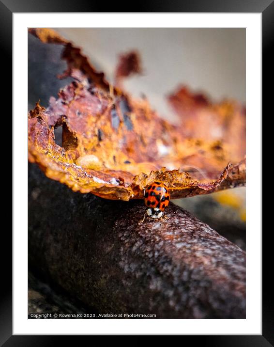 Autumn ladybug  Framed Mounted Print by Rowena Ko