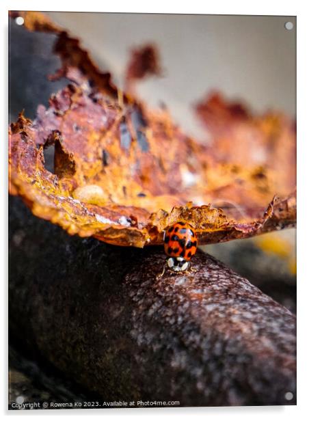 Autumn ladybug  Acrylic by Rowena Ko