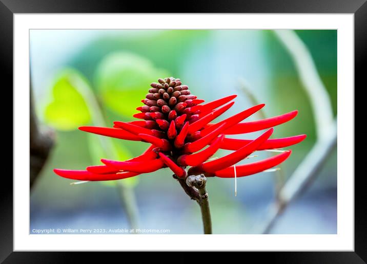 Red Coral Tree Flower Erythrina Americana Colorines Framed Mounted Print by William Perry