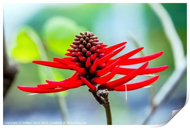 Red Coral Tree Flower Erythrina Americana Colorines Print by William Perry