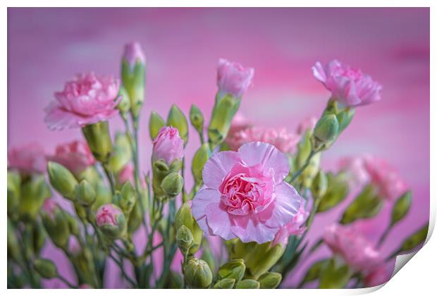 Pink Carnations in a vase. Print by Bill Allsopp