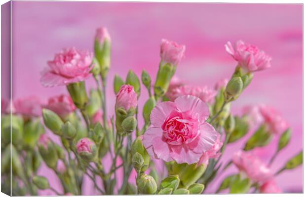 A mass of pink blooms. Canvas Print by Bill Allsopp
