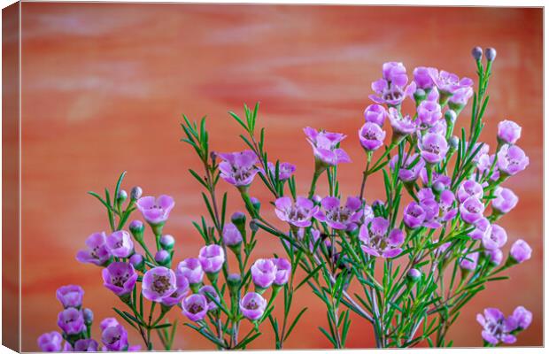 A bouquet of flowers Canvas Print by Bill Allsopp