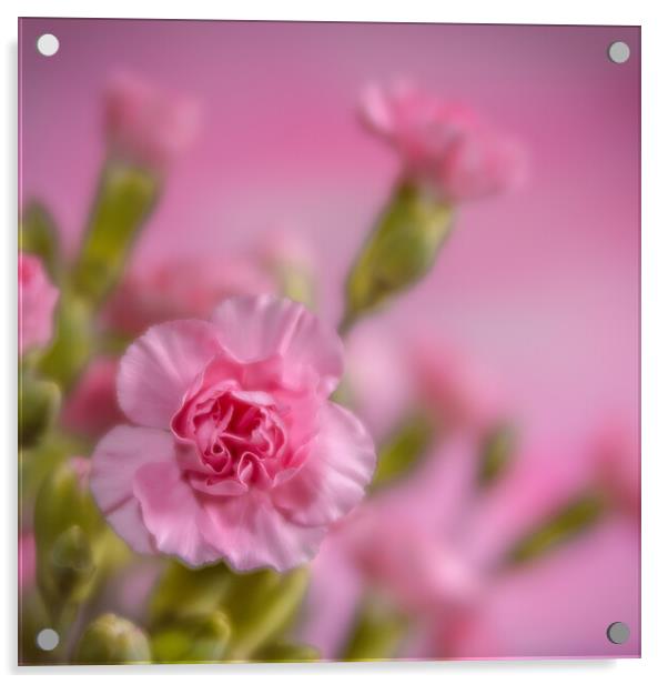 Pink Pinks. Acrylic by Bill Allsopp