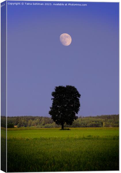 Solitary Maple Tree Under the Moon Canvas Print by Taina Sohlman