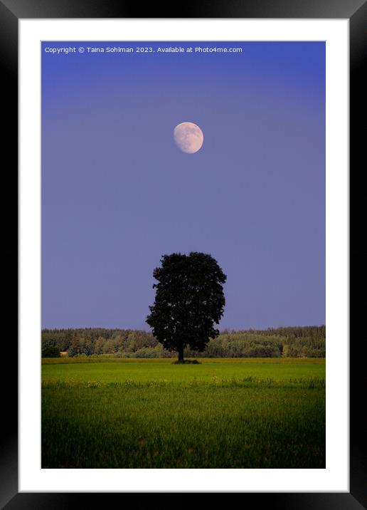 Solitary Maple Tree Under the Moon Framed Mounted Print by Taina Sohlman
