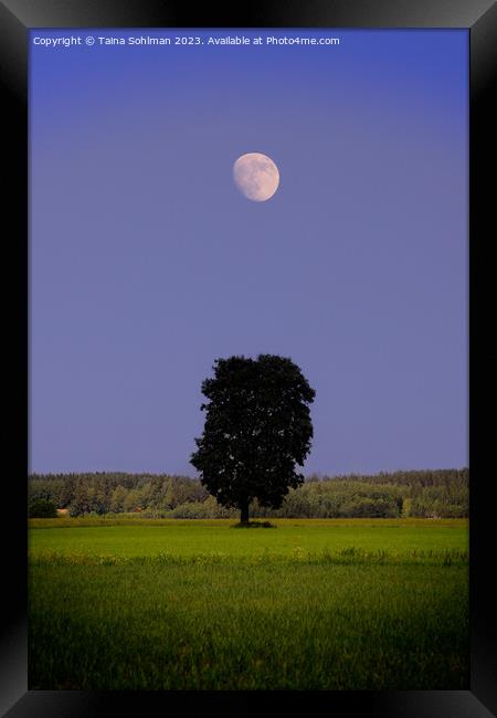Solitary Maple Tree Under the Moon Framed Print by Taina Sohlman