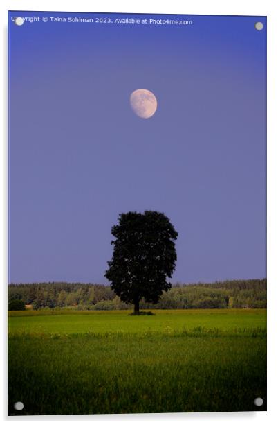 Solitary Maple Tree Under the Moon Acrylic by Taina Sohlman