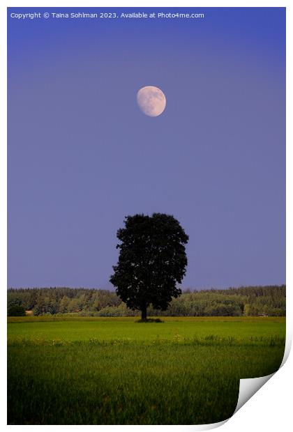 Solitary Maple Tree Under the Moon Print by Taina Sohlman