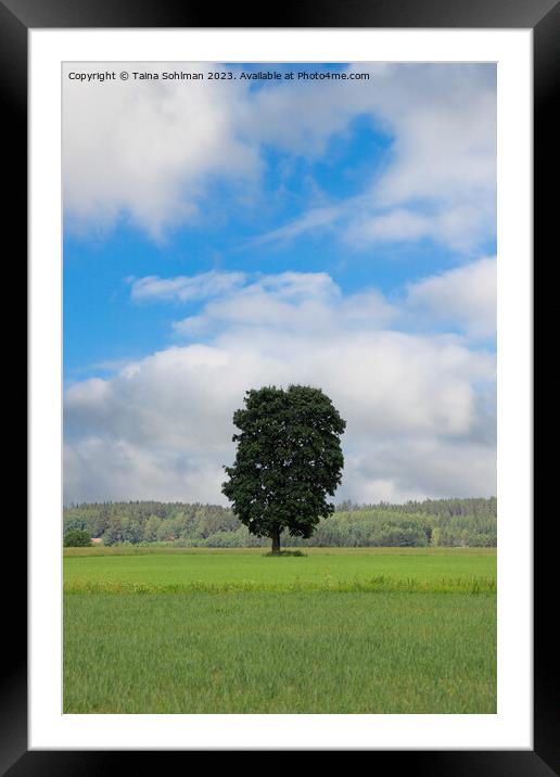 Solitary Maple Tree on Midsummer Day Framed Mounted Print by Taina Sohlman