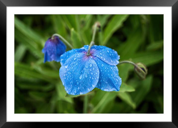 Meconopsis Slieve Donard Himalayan Blue Poppy Framed Mounted Print by Artur Bogacki