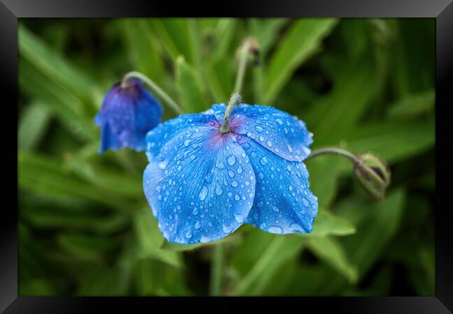 Meconopsis Slieve Donard Himalayan Blue Poppy Framed Print by Artur Bogacki