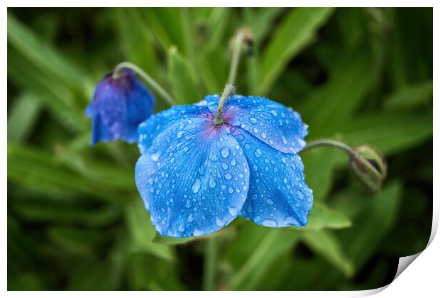 Meconopsis Slieve Donard Himalayan Blue Poppy Print by Artur Bogacki