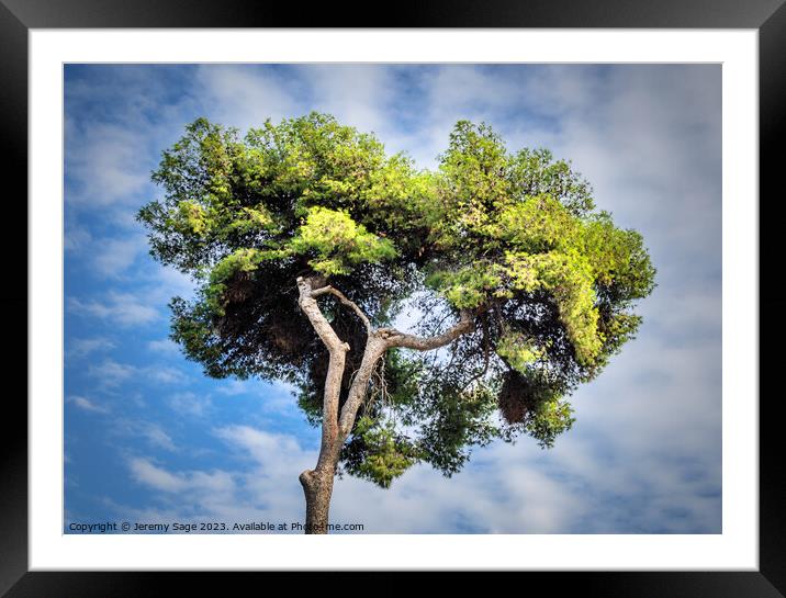Sky And Tree Framed Mounted Print by Jeremy Sage