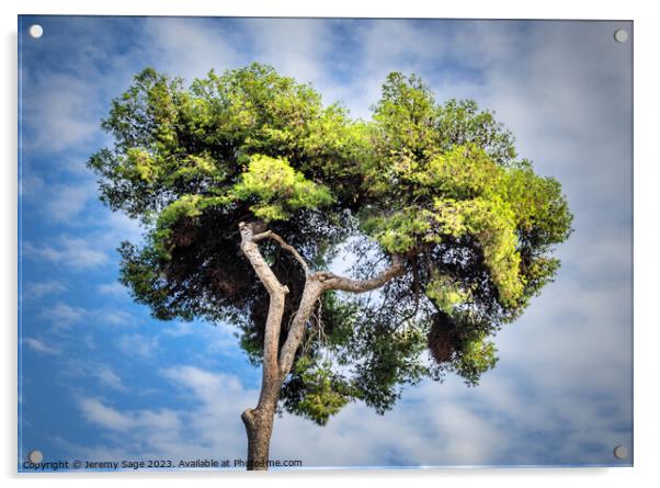 Sky And Tree Acrylic by Jeremy Sage