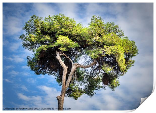 Sky And Tree Print by Jeremy Sage