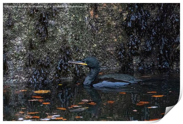 Cormorant in Burghead Harbour Print by Tom McPherson