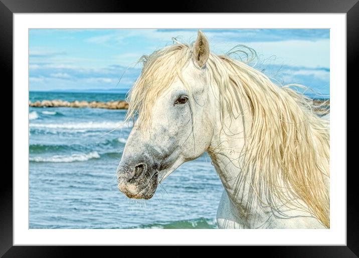 Camargue Stallion Portrait 2 Framed Mounted Print by Helkoryo Photography