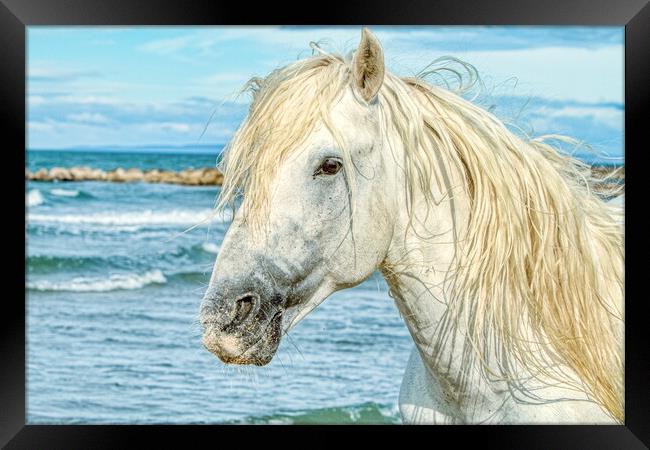 Camargue Stallion Portrait 2 Framed Print by Helkoryo Photography