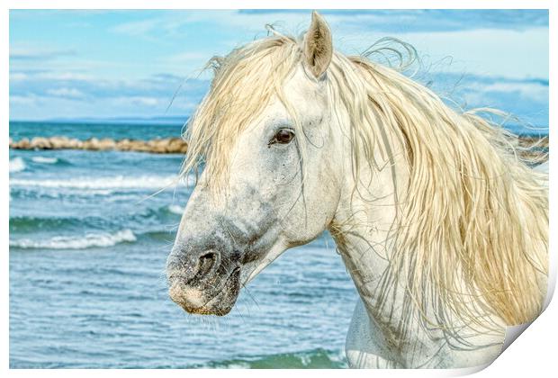 Camargue Stallion Portrait 2 Print by Helkoryo Photography