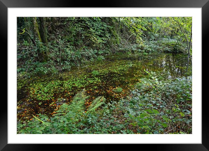 Pond deep in the Tyn y Coed Woods near Cardiff  Framed Mounted Print by Nick Jenkins