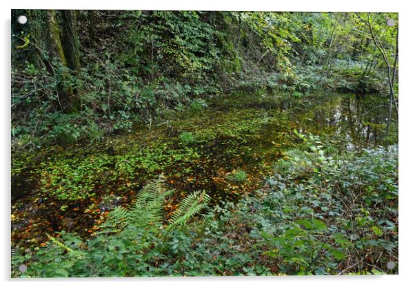 Pond deep in the Tyn y Coed Woods near Cardiff  Acrylic by Nick Jenkins