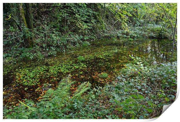 Pond deep in the Tyn y Coed Woods near Cardiff  Print by Nick Jenkins