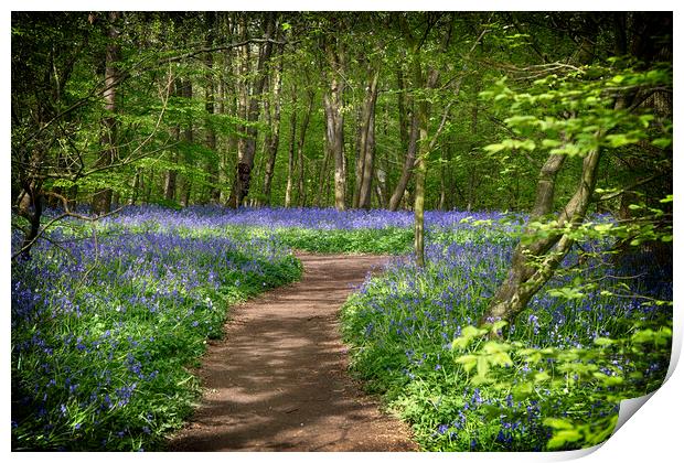 Bluebell Woods Print by Phil Clements