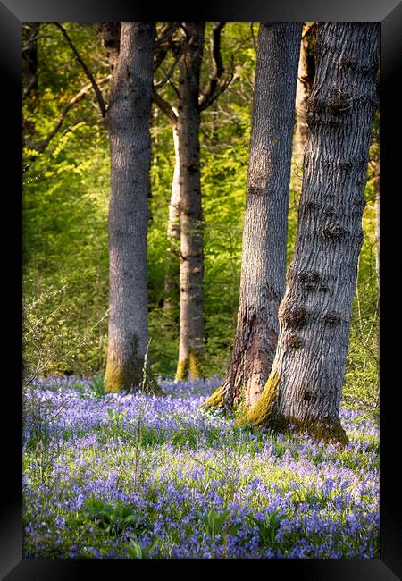 Bluebell Woods Framed Print by Phil Clements