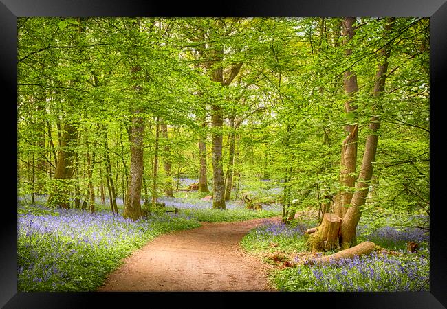 Bluebell Woods Framed Print by Phil Clements