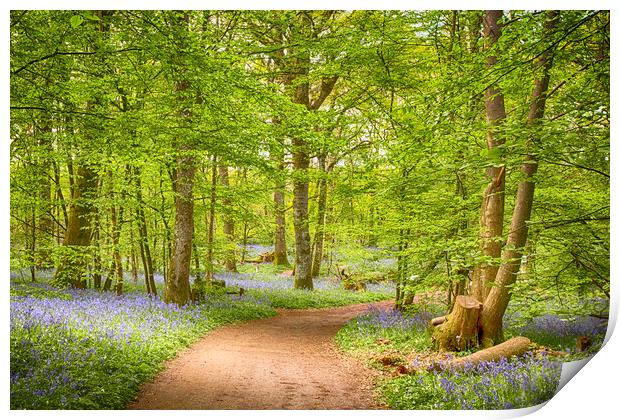 Bluebell Woods Print by Phil Clements