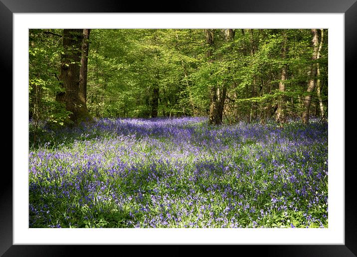 Bluebell Woods Framed Mounted Print by Phil Clements