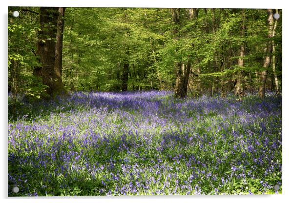 Bluebell Woods Acrylic by Phil Clements