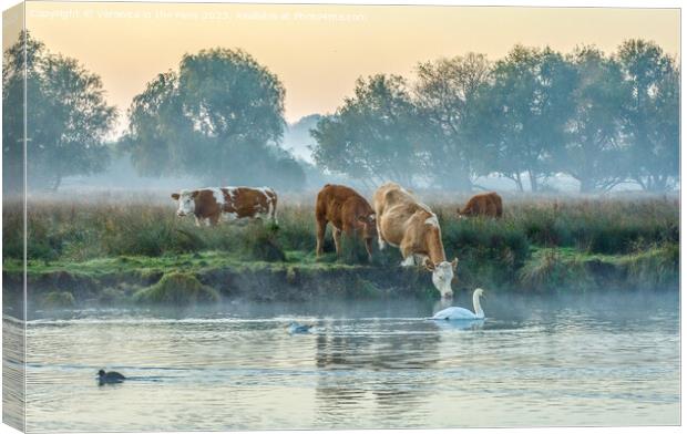 Cows & Swan at Sunrise Canvas Print by Veronica in the Fens